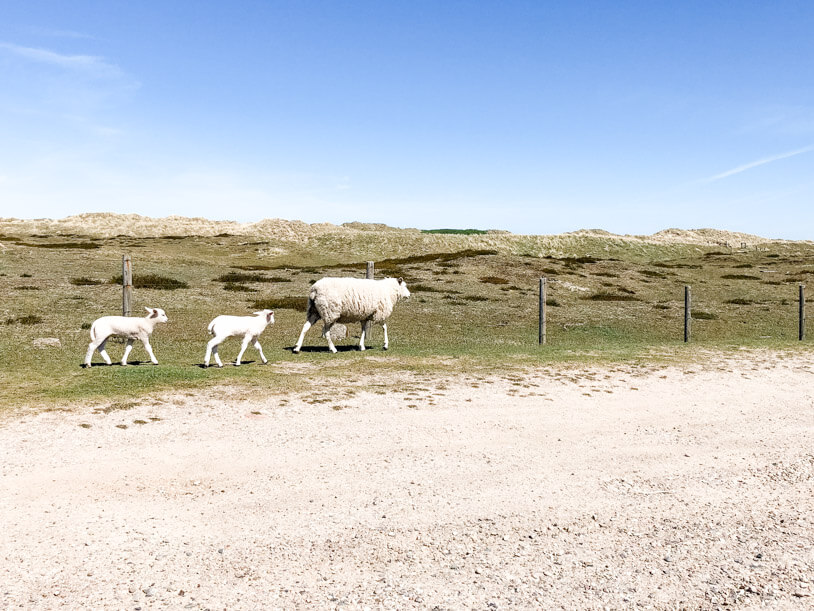 7 Tipps für ein perfektes Wochende auf Sylt