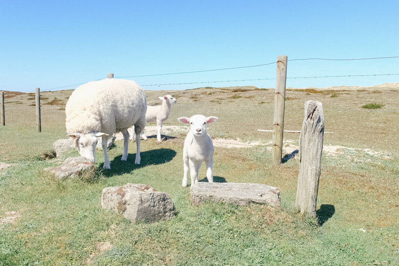 7 Tipps für ein perfektes Wochende auf Sylt