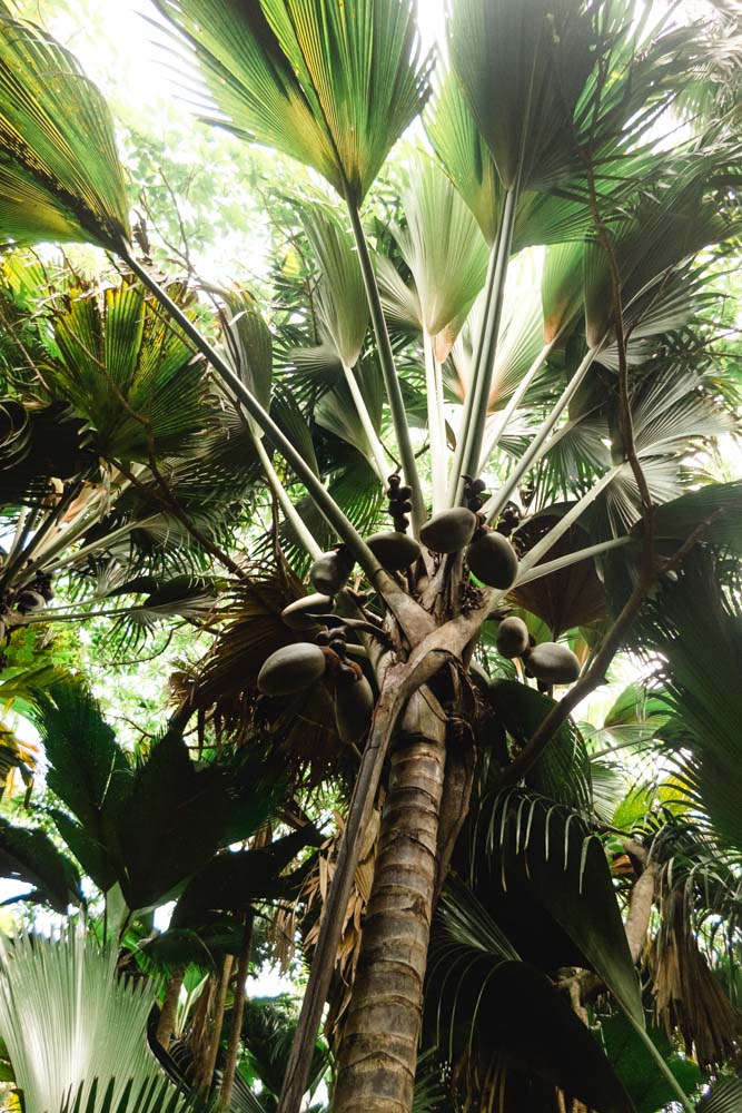 Inselhopping Seychellen