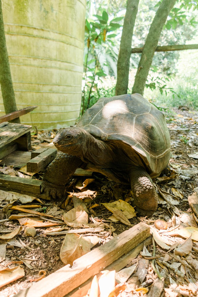 Inselhopping Seychellen